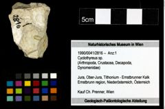 Foto (Objekt + Etiketten) von Cyclothyreus sp. 